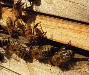 Monitorowanie temperatury w hodowli pszcz&oacute;ł przy pomocy systemu Aranet - Case Study