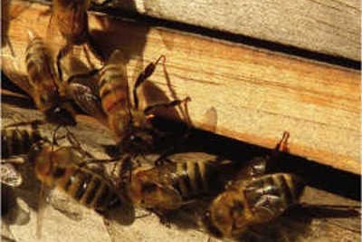 Monitorowanie temperatury w hodowli pszczół przy pomocy systemu Aranet - Case Study
